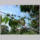 7. er zijn ook een aantal bomen waaraan de koffiebonen groeien.JPG